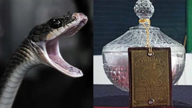 Snake venom worth about Rs 12 cr seized Snake venom worth about Rs 12 cr seized