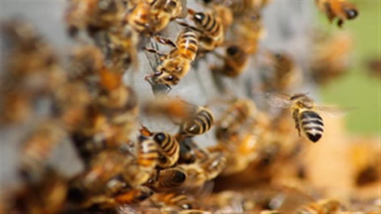 त्रिपुरा में मतदान के दौरान मधुमक्खियों के हमले में करीब 15 मतदाता घायल