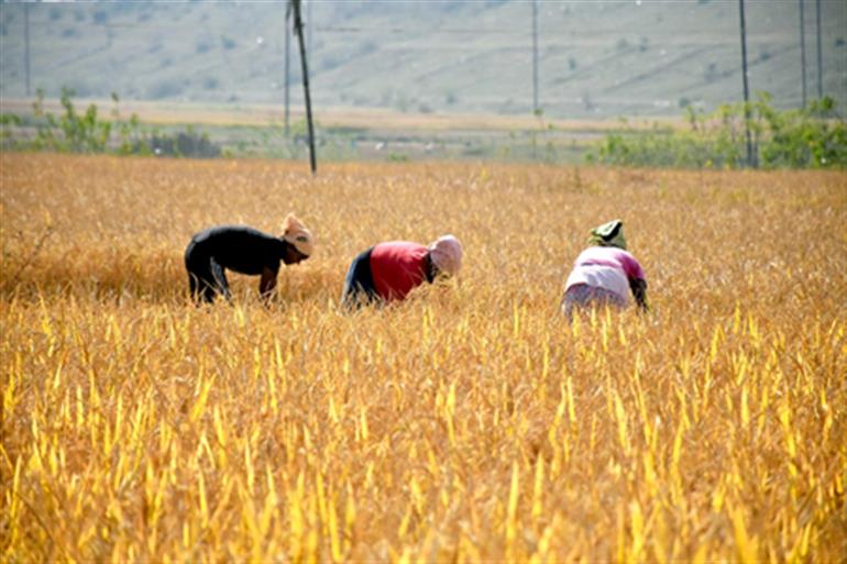 48.44 lakh metric tonnes paddy procured in Haryana