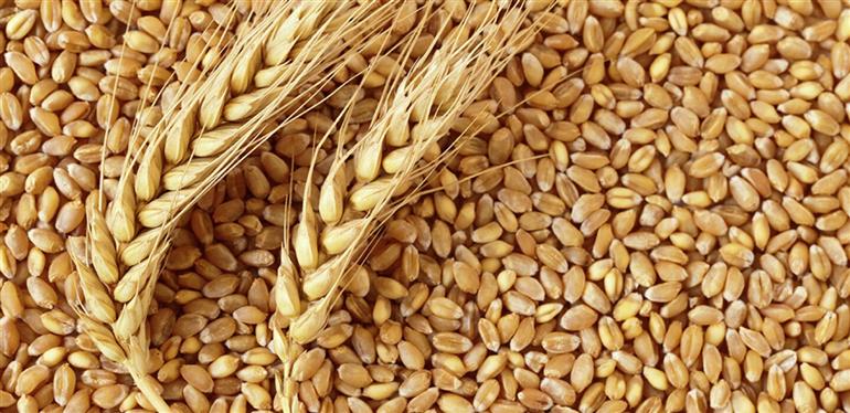 Centre relaxes wheat ban order, allows earlier registered consignments with Customs