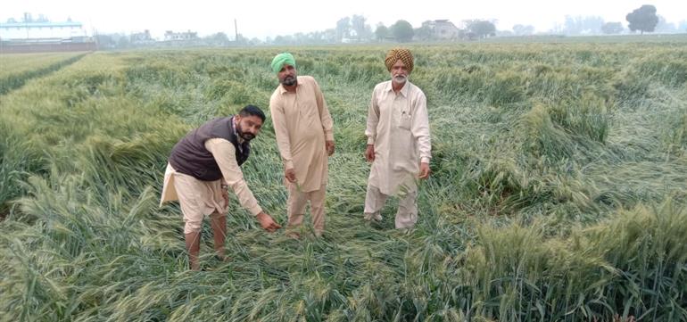 ਗੜ੍ਹੇਮਾਰੀ ਕਾਰਨ ਕਣਕ ਅਤੇ ਸਰੋਂ ਦੀ ਫਸਲ ਦਾ ਨੁਕਸਾਨ
