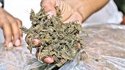 Odisha native held for possessing 3.5 kg ganja