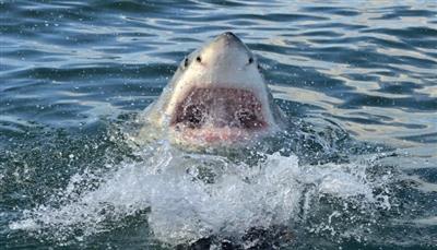 Russian tourist killed in shark attack in Egypt