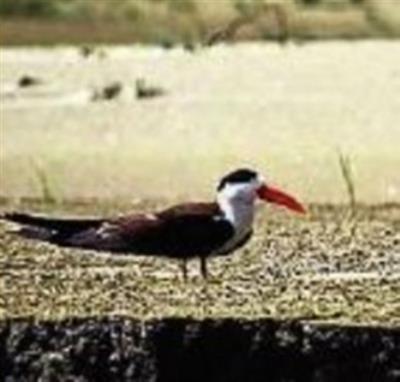 Rare bird spotted along Ghaghra River in UP