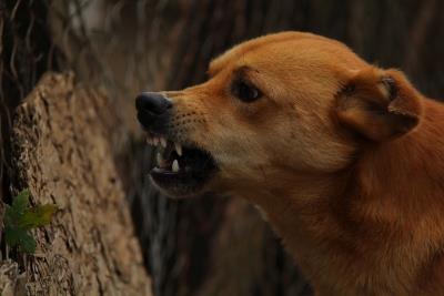 Delhi: 9-yr-old girl bitten by street dog, undergoes hospital treatment