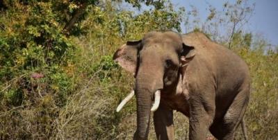 Southern Railway to construct second elephant underpass in Madukkarai forest