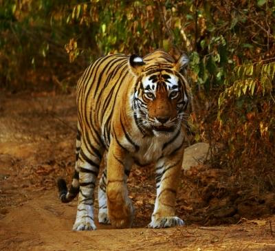 To monitor poachers, TN Forest Dept installs 50 camera traps in tiger reserve