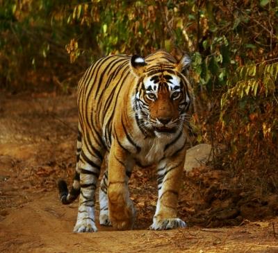 शिकारियों पर नजर रखने के लिए, टीएन वन विभाग ने बाघ रिजर्व में 50 कैमरा ट्रैप लगाए हैं