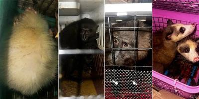 Seven exotic animals rescued at Assam-Mizoram border, 4 arrested