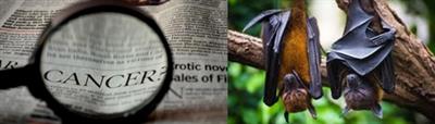 Decoded: How bat’s rapid genetic evolution helped prevent cancer