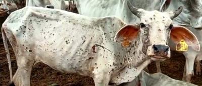 UP to get one crore vaccine for lumpy skin disease