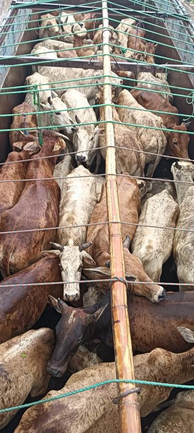 Assam police foil cattle smuggling attempt, one arrested