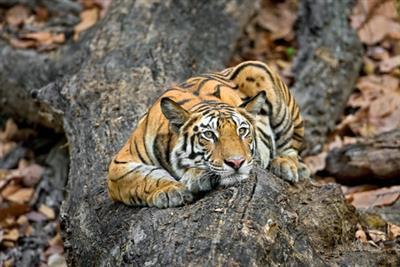 K'taka farmer killed in tiger attack
