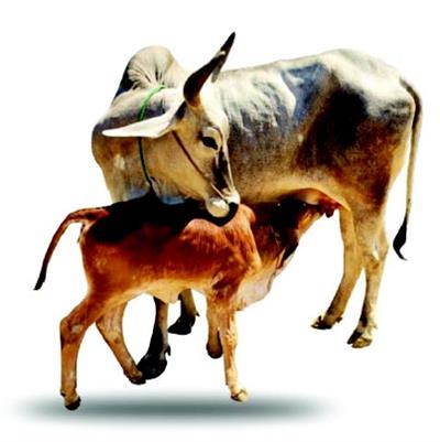 ਕੀ ਗਊ ਦਾ ਗੋਬਰ ਖਾਣ ਅਤੇ ਮੂਤਰ ਪੀਣ ਦਾ ਕੋਈ ਫਾਇਦਾ ਹੈ?