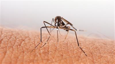 Dengue cases in UP touch 1,700-mark