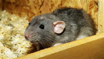 Chandigarh administration bans use of sticky traps to control rodents
