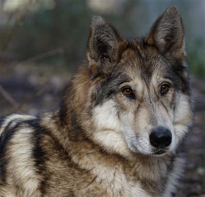 Infant killed by family's hybrid wolf-dog pet in US state