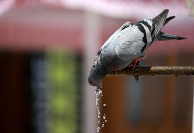 Japanese cab driver arrested for killing pigeon