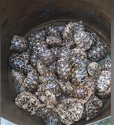 BSF nabs Bangladeshi immigrant with 296 smuggled star turtles
