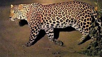 Leopard enters Gurugram's Narsinghpur village; Forest dept launches search op
