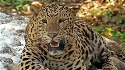 Leopard injures one in Gurugram village, captured