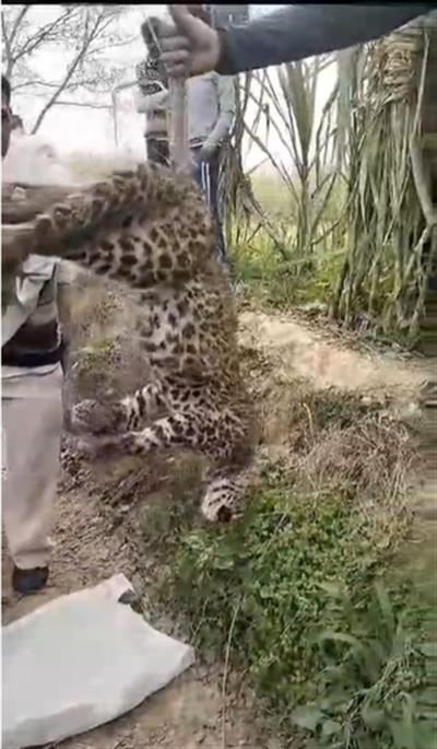 Leopard found hanging upside down from tree in UP district