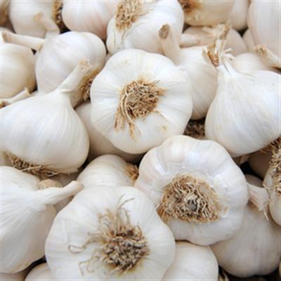 Garlic prices soar out of control in UP