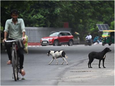 Car runs over dog in Goa, one booked
