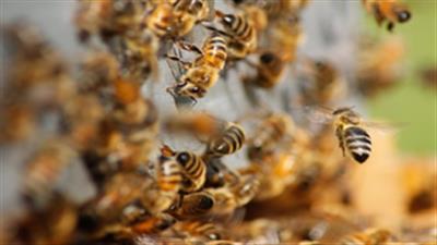 One killed, many injured in bee attack in UP’s Etawah