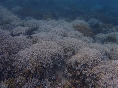 समुद्री गर्म लहरों के कारण लक्षद्वीप में तीव्र प्रवाल विरंजन दर्ज किया 