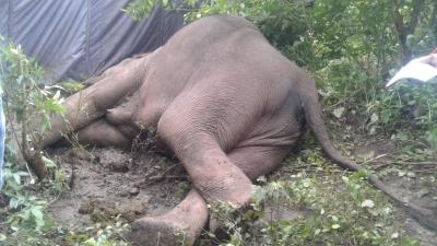 केरल वन विभाग ने जंगली हाथी की हत्या के आरोप में लोको पायलट के खिलाफ मामला दर्ज किया
