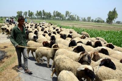 जम्मू-कश्मीर: कुलगाम में तेज रफ्तार वाहन ने 60 भेड़ों को मार डाला, 40 घायल हो गए