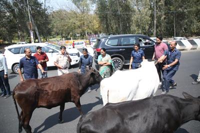 Delhi CM Rekha Gupta's convoy comes to sudden halt due to stray cattle