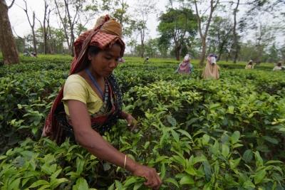 India pips Sri Lanka to become world’s 2nd-largest tea exporter