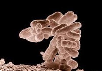 E. coli outbreak leaves 53 sick in Latvia