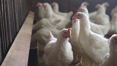 Bird flu: Centre makes registration of poultry farms mandatory, calls for amping up surveillance