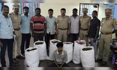 140 kg ganja seized in TN, accused arrested from Andhra Pradesh