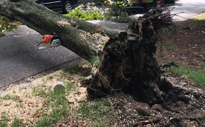 Tripua: Two workers killed, two injured after tree collapses