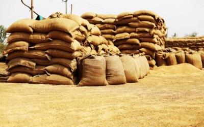 31.52 lakh MT wheat procured in Haryana