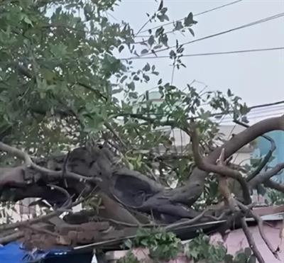 Tragedy in Dwarka: Tree collapse claims four lives amid heavy rain