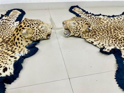 डीआरआई ने 2 तेंदुए की खालें, जंगली सूअर का सींग जब्त किया; दो संदिग्ध गिरफ्तार