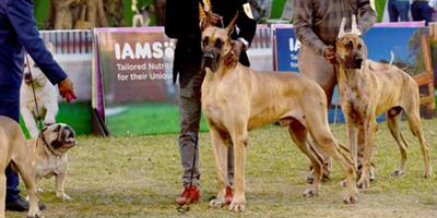 Chennai corporation to launch mass vaccination drive for stray dogs from July