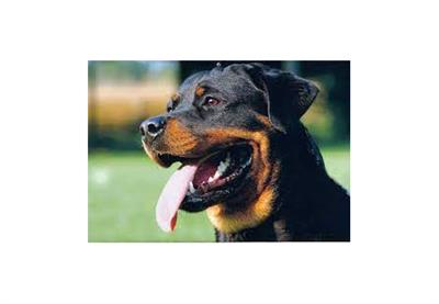 Gujarat: Four-month-old infant mauled to death by pet Rottweiler in Ahmedabad