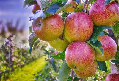 Himalayan apple growers seek ban on the fruit's imports from Turkey