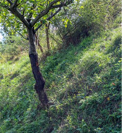 India among world's few countries to record rise in forest cover