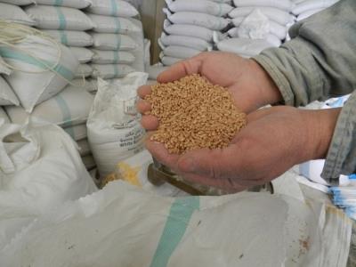Centre imposes wheat stock limits on traders to keep prices in check