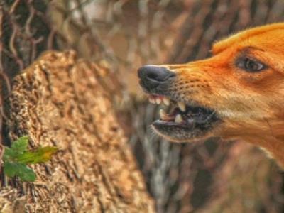 Fresh cases trigger fear in MP's Barwani as villagers grapple with unresolved animal attacks