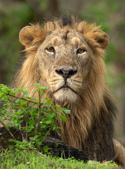 Five fined for intrusion in Gir's protected zone