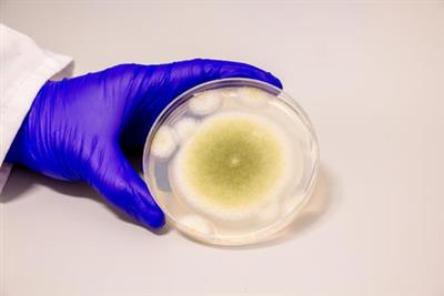Researchers turn toxic fungus into potent anti-cancer compound
