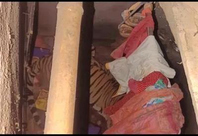 Ranchi village on edge as tiger takes shelter inside home, rescue efforts on for 12 hours